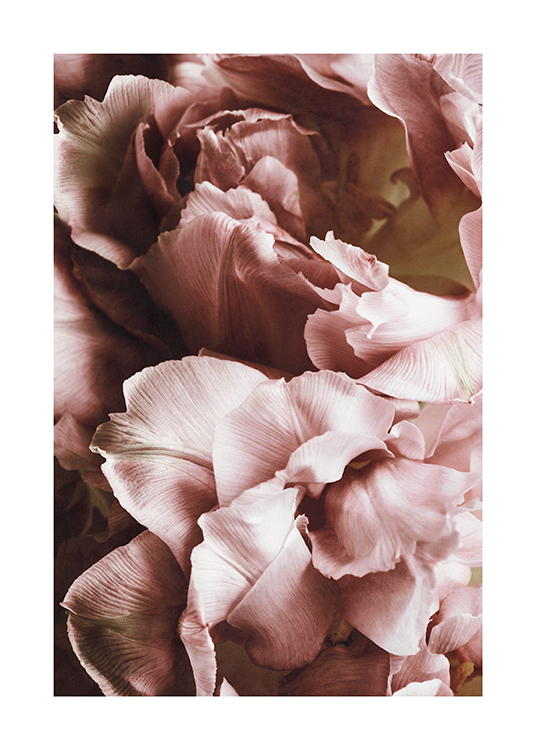  – Photographie en gros plan de fleurs roses