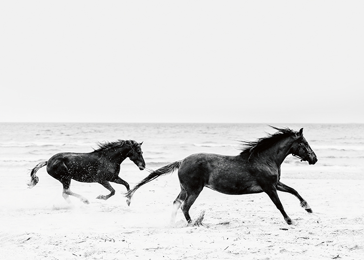 – Photographie en noir et blanc d’un couple de chevaux galopant sur une plage face à l’océan