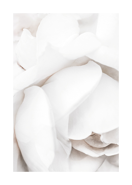  – Photographie en gros plan d’une rose blanche et de ses pétales blancs