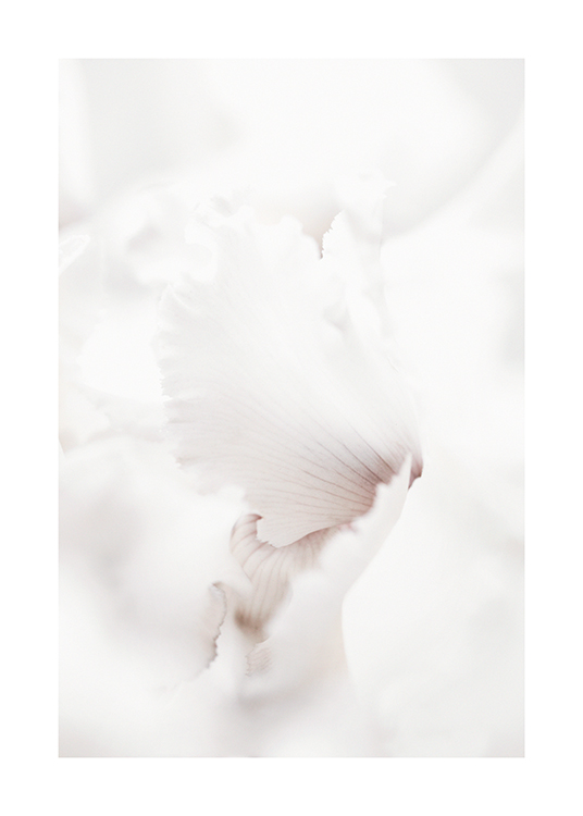  – Photographie en gros plan des pétales blancs d’une fleur avec des stries foncées au centre