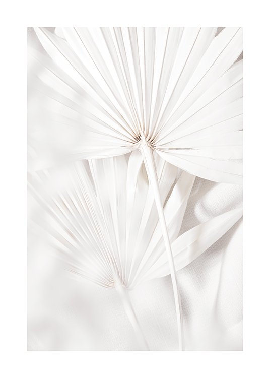  – Photographie de feuilles de palmier en blanc avec des plis dans les feuilles