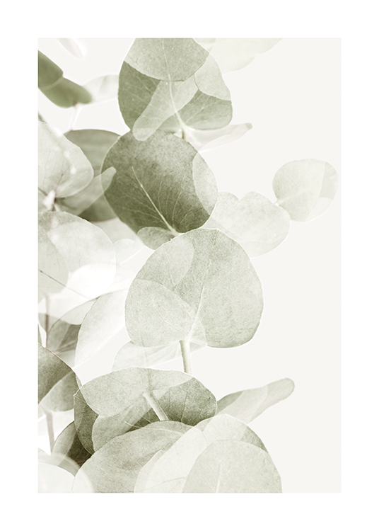  – Photographie de feuilles d’eucalyptus en gris-vert avec des ombres transparentes sur un fond clair