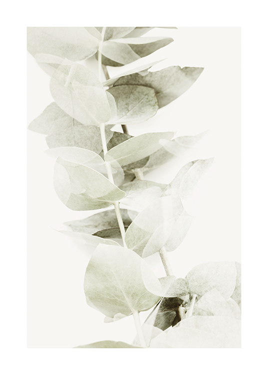  – Photographie d’une branche avec des feuilles d’eucalyptus en gris-vert clair sur un fond clair