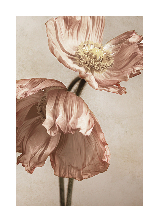  – Photographie de deux fleurs de pavot rose clair avec un fond en pierre beige