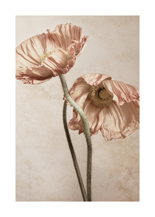  – Photographie de coquelicots rose clair avec des bourgeons verts, sur un fond en pierre beige