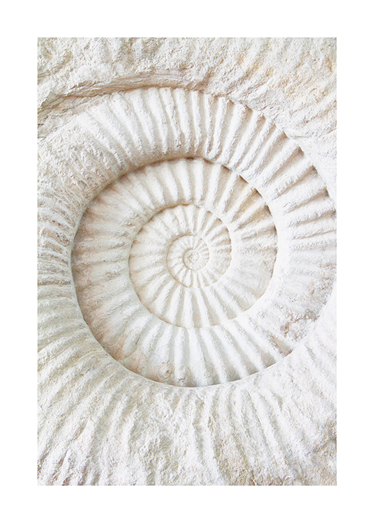  – Photographie d’un fossile d’ammonite en blanc avec une structure striée