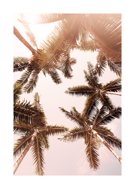  – Photographie de palmiers ensoleillés vus de dessous sous un ciel rose clair