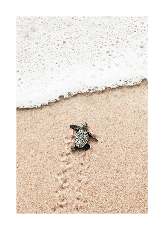  – Photographie d’un petit bébé tortue allant vers l’océan sur une plage