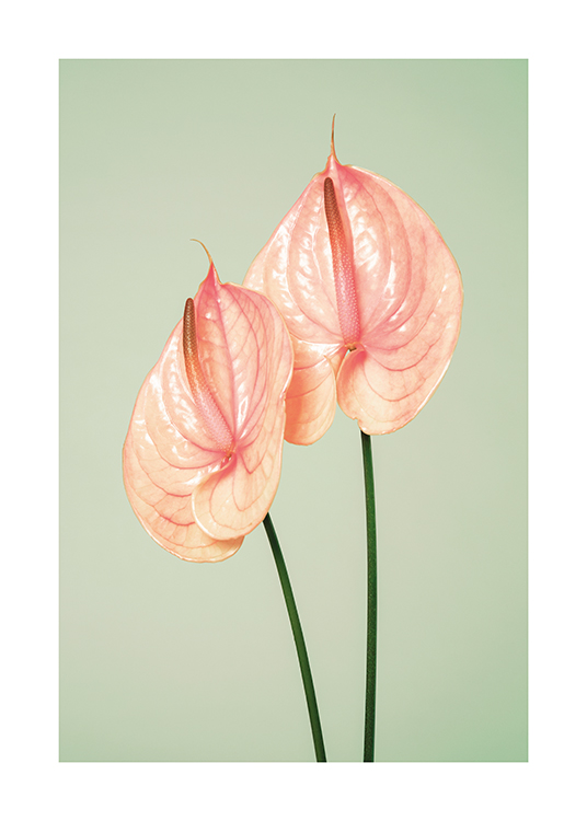 – Image de deux tiges de fleur d’Anthurium de couleur flamant rose sur un fond vert pâle