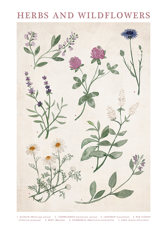  – Illustration à l’aquarelle vintage avec des fleurs sauvages et des herbes sur un fond beige clair