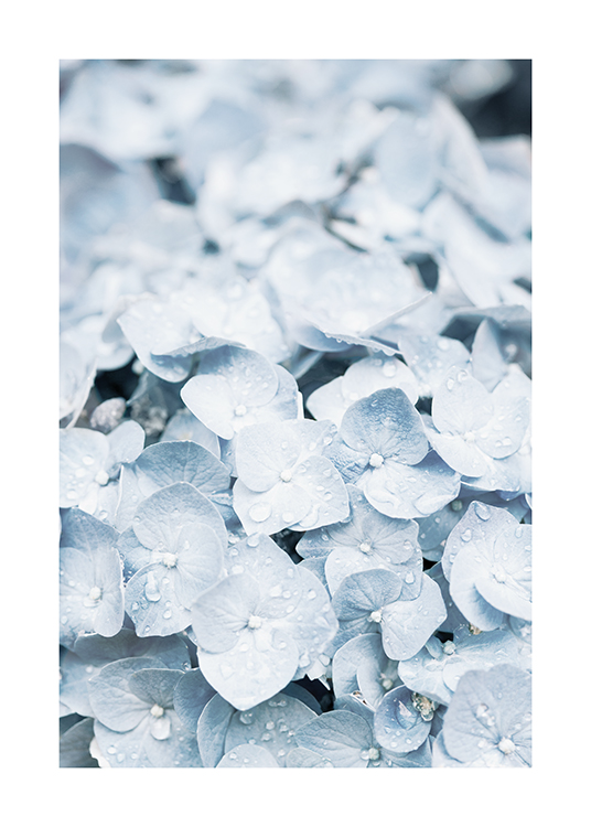  – Photographie en gros plan d’un hortensia en bleu clair avec des gouttelettes d’eau sur les pétales