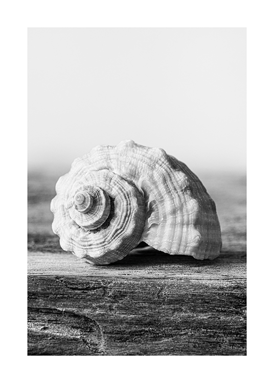  – Photographie en noir et blanc d’un coquillage posé sur un morceau de bois