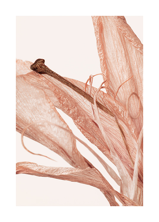  – Photographie d’une fleur avec des pétales froissés roses sur un fond clair