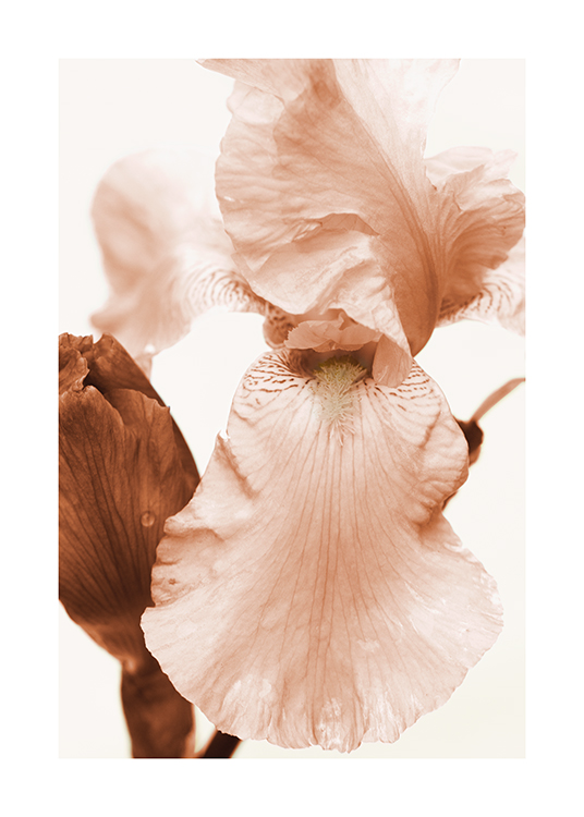  – Photographie en gros plan de pétales de fleur en rose clair et marron