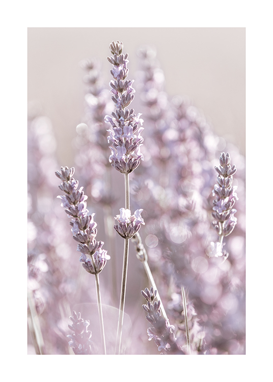  – Photographie en gros plan de fleurs de lavande avec un fond flou