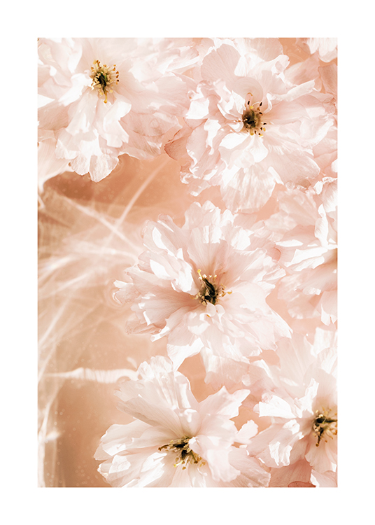  – Photographie d’un groupe de fleurs avec des pétales rose clair flottant sur l’eau