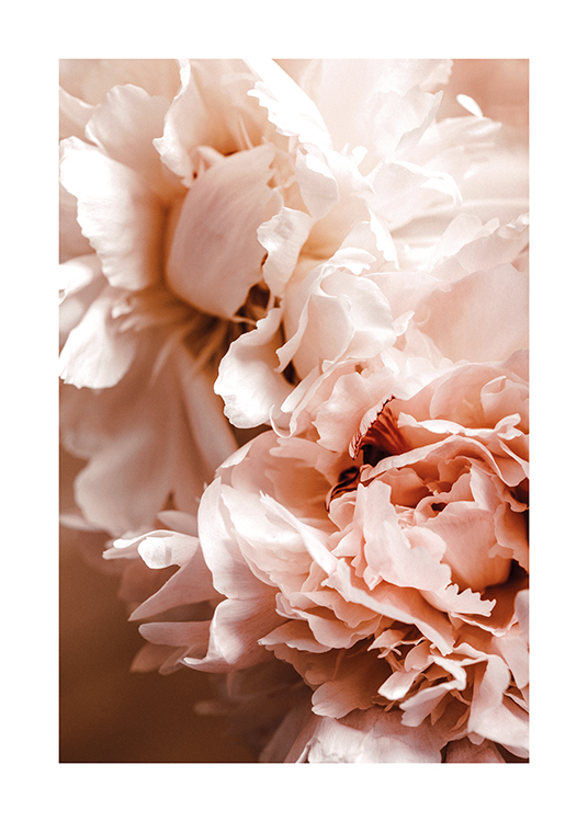  – Photographie en gros plan de pivoines avec des pétales rose clair