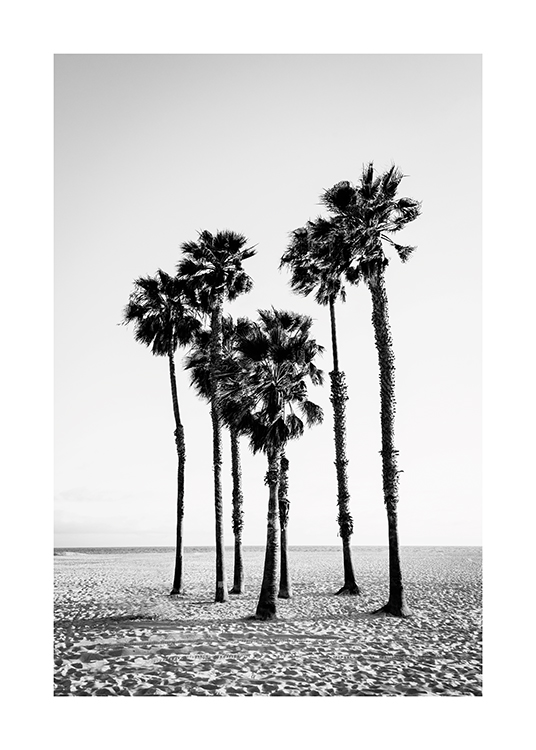 – Photographie en noir et blanc d’un groupe de palmiers sur une plage de sable