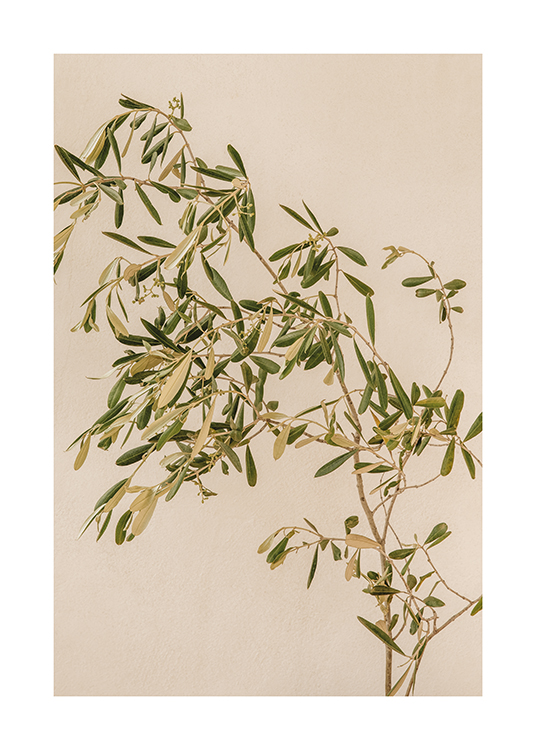  –  Une image d'un rameau d'olivier sur un arrière – plan beige