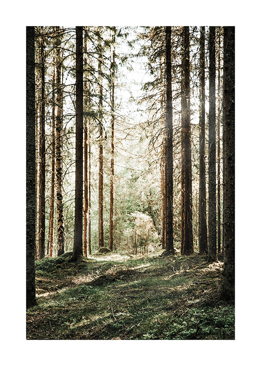  – Photographie d’une forêt de pins avec le soleil qui brille à l’arrière-plan