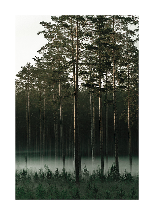  – Photographie d’une forêt de pins avec du brouillard entre les arbres