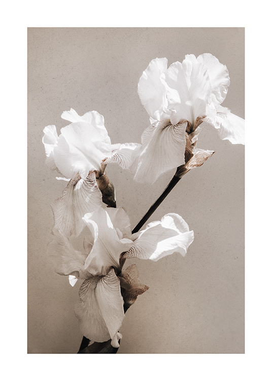  – Photographie d’un couple d’iris blancs sur un fond de béton en gris-beige