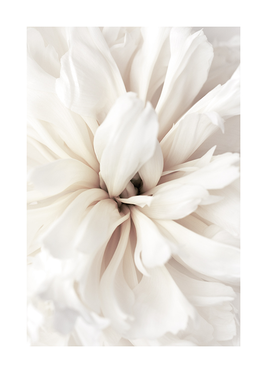  – Photographie en gros plan d’une fleur avec des pétales blancs