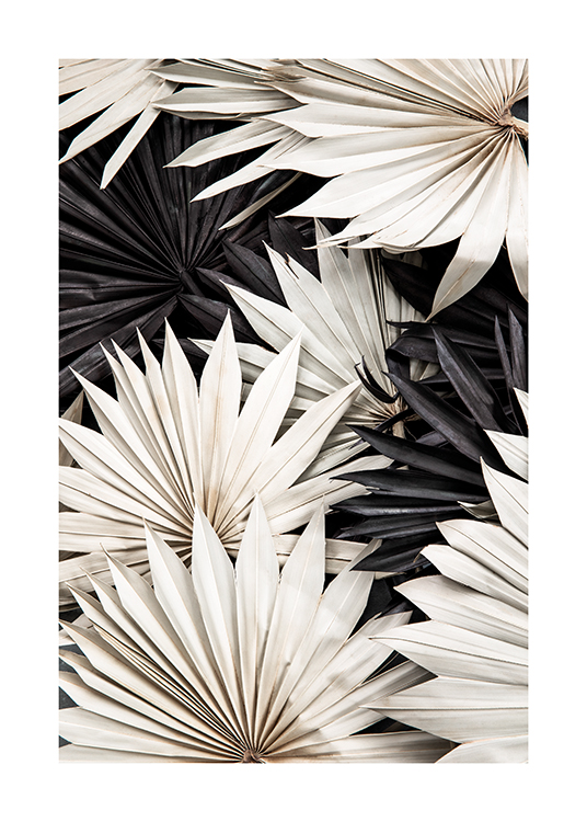  – Photographie de feuilles de palmier plissées noires et blanches posées les unes sur les autres