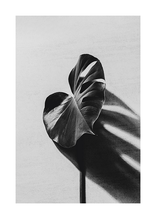  – Photographie en noir et blanc d’une feuille de monstera révélant une ombre sur un fond en béton