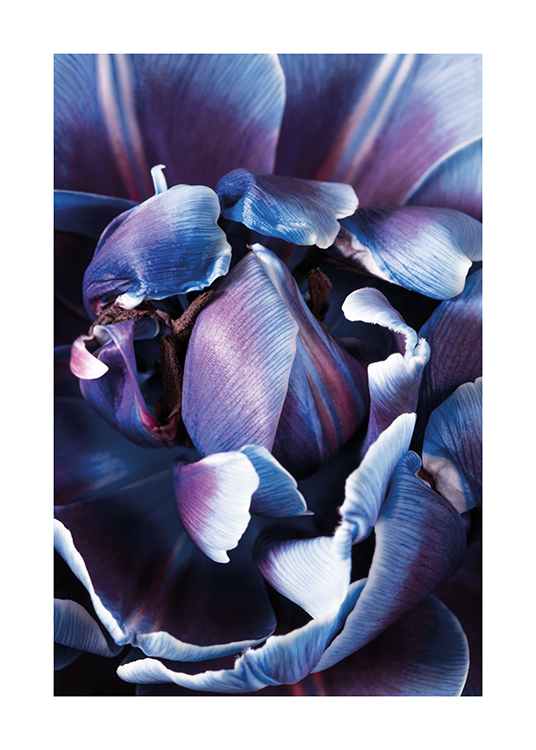  – Photographie en gros plan d’une fleur violette et bleue