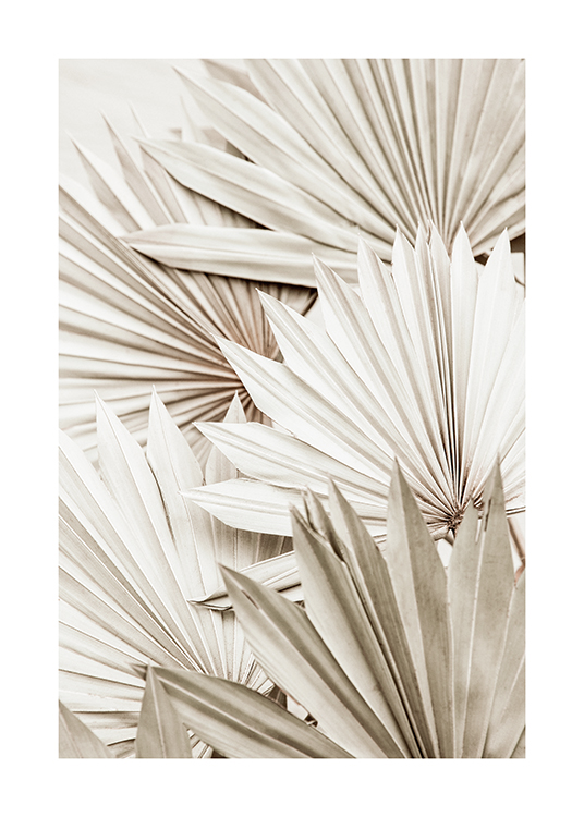  – Photographie de feuilles de palmier plissées en blanc et gris posées les unes sur les autres