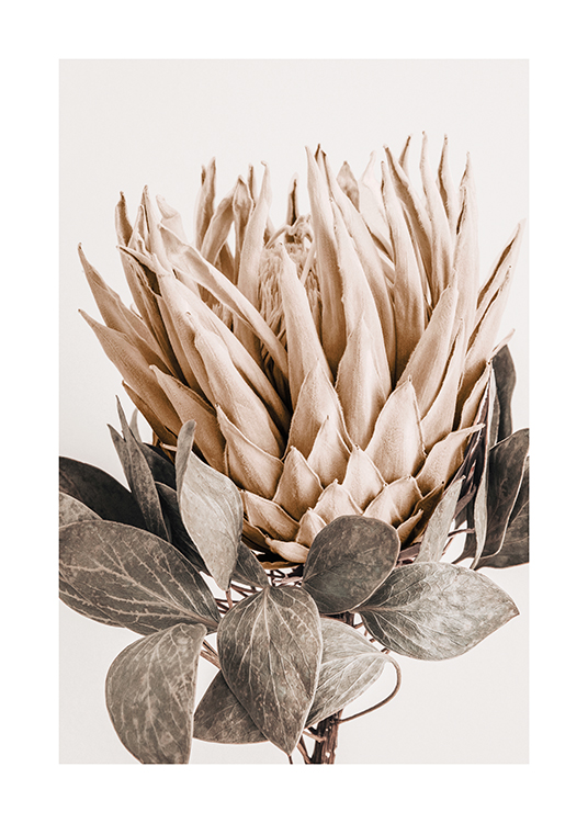  – Photographie d’un Protea aux pétales beiges et aux feuilles gris-vert, sur un fond plus clair