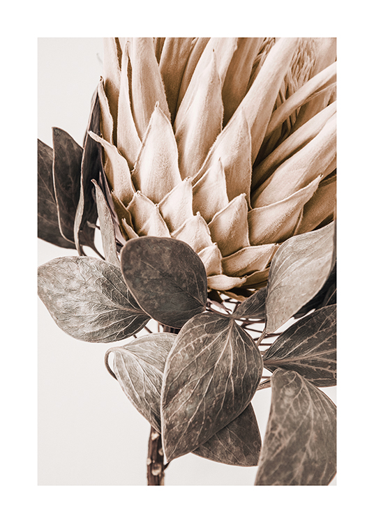  – Photographie en gros plan d’un Protea beige avec des feuilles gris-vert, sur un fond clair