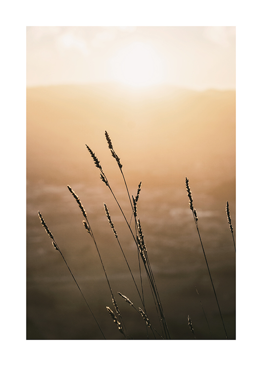  – Photographie d’un coucher de soleil avec de l’herbe au premier plan sur un fond flou
