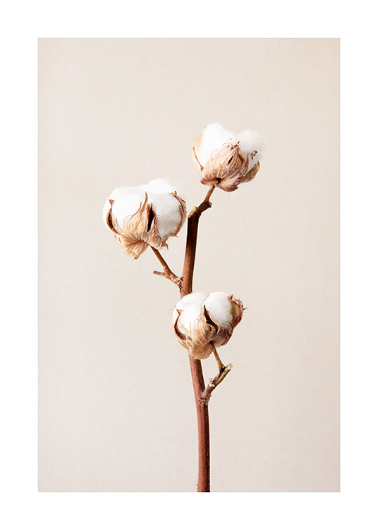  – Photographie de trois fleurs de coton blanc sur une branche sur un fond beige
