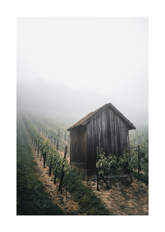  – Photographie d’un vignoble couvert de brouillard et d’une petite cabane au premier plan