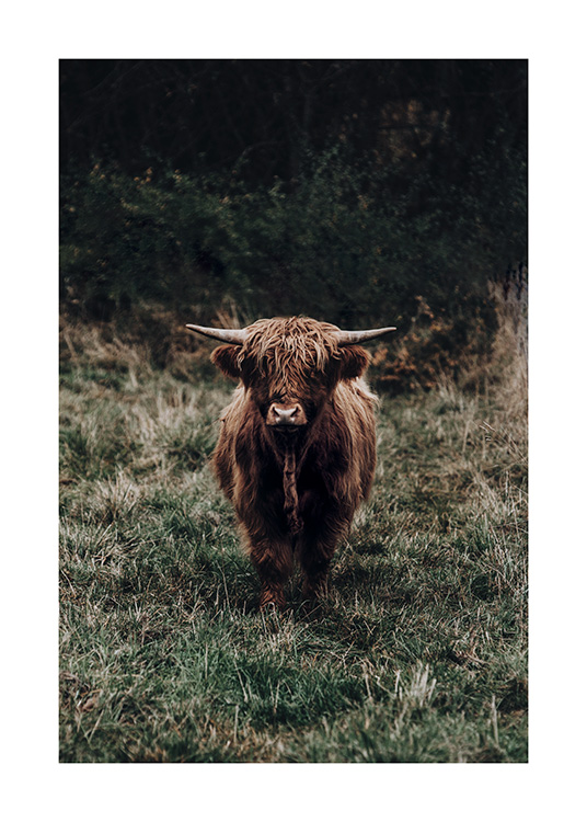  – Photographie d’une vache écossaise à la fourrure marron, dans une prairie d’herbe verte