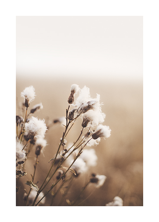 – Photographie d'un bouquet de fleurs blanches cotonneuses sur un fond beige flou
