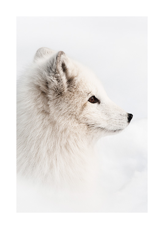 – Photographie d’un jeune renard dans la neige hivernale
