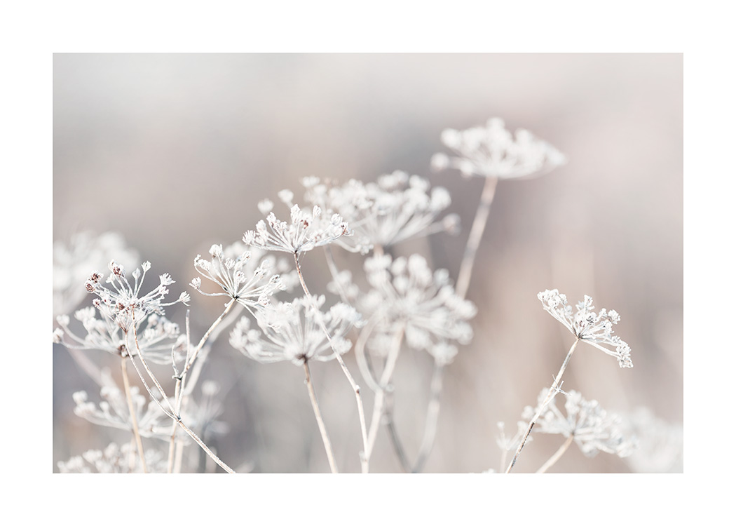 – Photographie de fleurs botaniques gelées dans la prairie