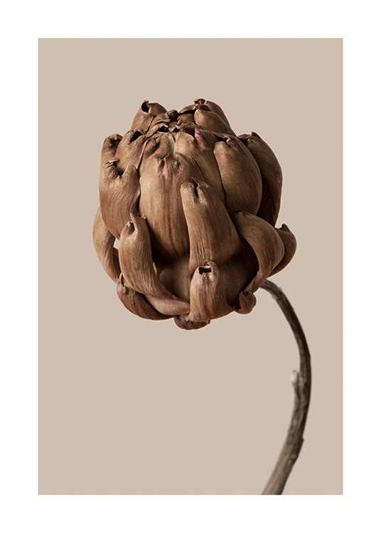 – Photographie d’une fleur botanique marron avec un fond marron/beige