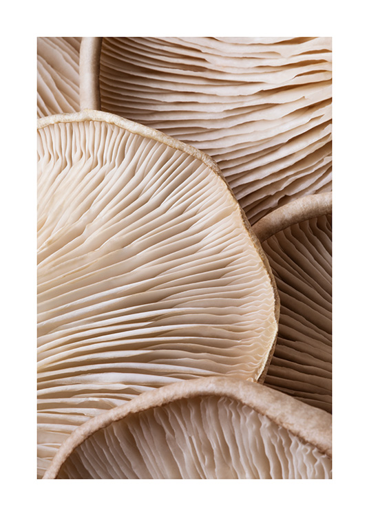 – Un gros plan d’un tas de champignons marron vus d’en bas