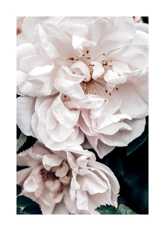 – Belle photographie de deux roses blanches avec des feuilles vertes en gros plan