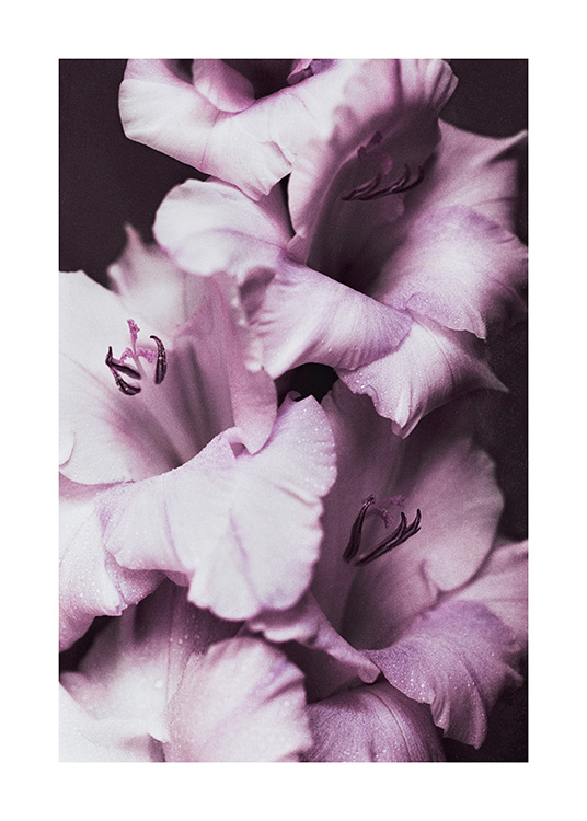 – Une belle photographie de quatre fleurs de couleur lilas