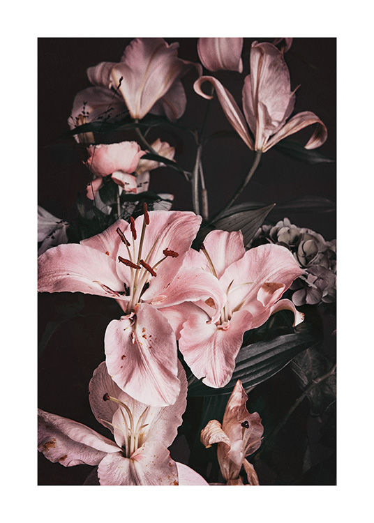 – Photographie de lys roses avec des graines claires à l'intérieur