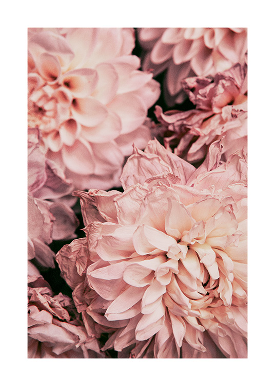 – Photographie romantique de dahlias roses - parfaite pour la chambre ou le salon