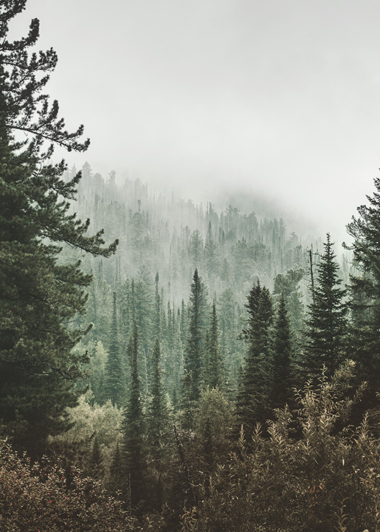 – Affiche des profondeurs de la forêt. Au sommet des arbres, vous pouvez observer le brouillard