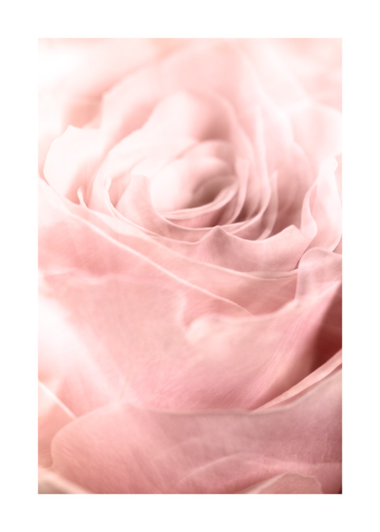 – Affiche d'art d'une rose rose en gros plan
