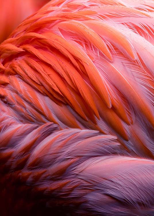 Flamingo Feathers Affiche / Photographie chez Desenio AB (2035)