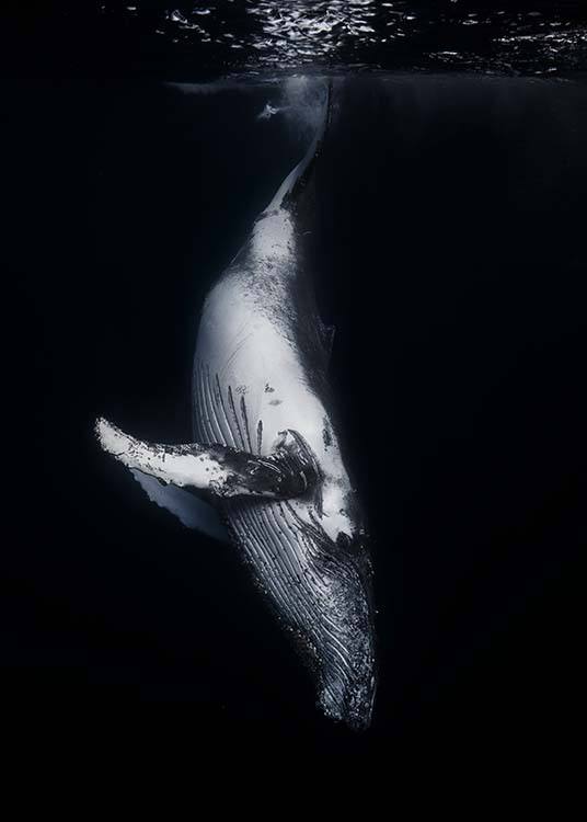 Whale 1 Affiche / Photographie chez Desenio AB (2082)